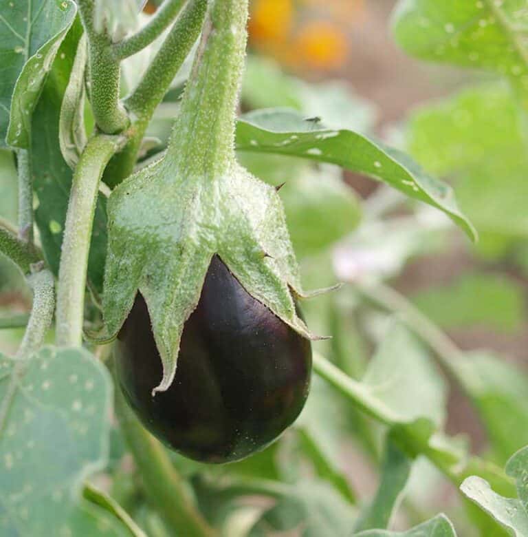 Slow Cooker Eggplant Tapenade Healthy Slow Cooking