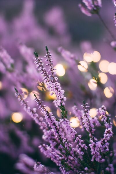 Lavender plants in a field.